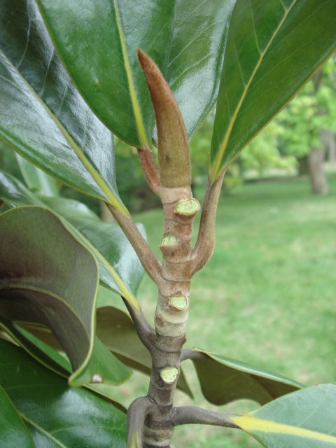 Magnolia grandiflora rameau